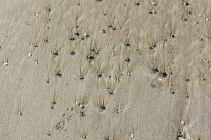 Normandy beach pebbles